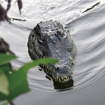 cabeça de crocodilo